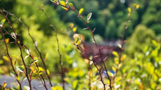 Моя Фурі Спільнота 🐉 My Furry Community